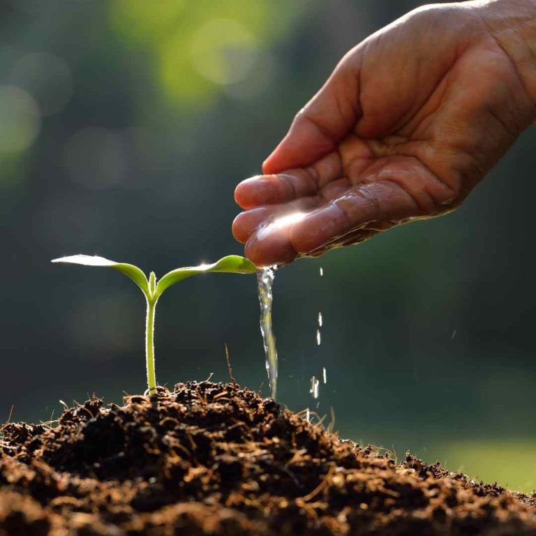 Community tree planting event