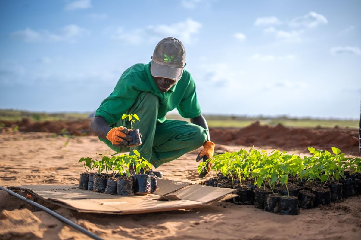 Tree planting and environmental conservation